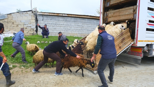 Erzincan'da yayla yolculuğu başladı, üreticiler hayvanları kamyonlara yüklemekte zorlandı