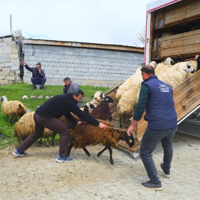 Erzincan'da yayla yolculuğu başladı, üreticiler hayvanları kamyonlara yükle...