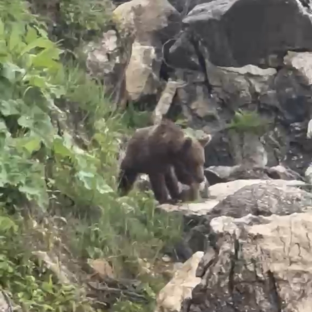 Yavru bozayı sahile indi