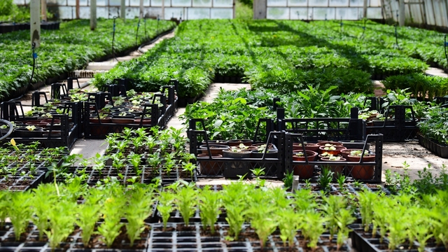 MTÜ'de yılda 500 bin süs bitkisi üretiliyor
MTÜ'de depremin izleri serada yeşerdi