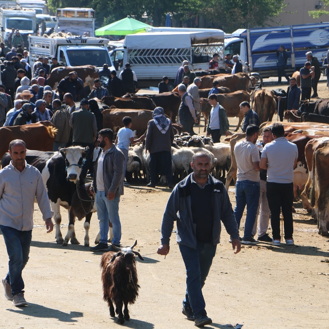 Diyarbakır Canlı Hayvan Borsasında kurbanlık hareketliliği