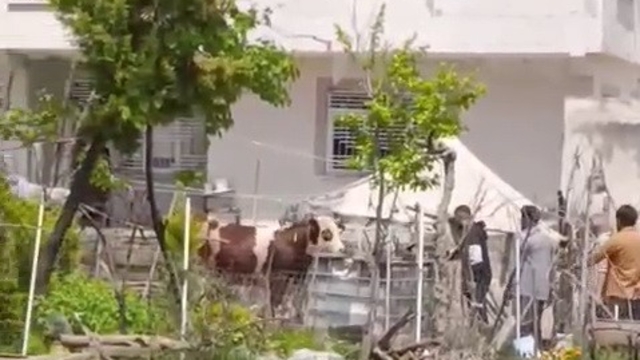Kaçan kurbanlık iğne vurularak yakalandı