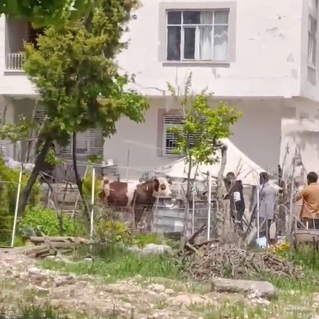 Kaçan kurbanlık iğne vurularak yakalandı