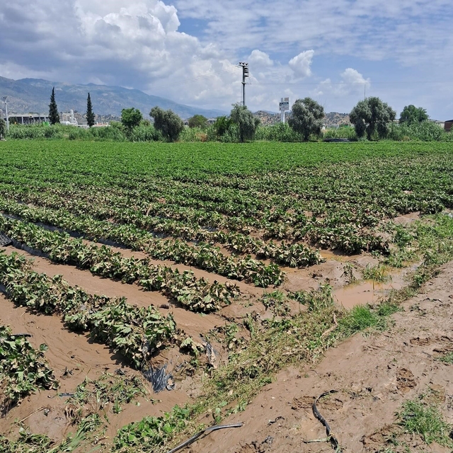 Köşk'te sel sonrası arazilerde hasar tespiti başlatıldı