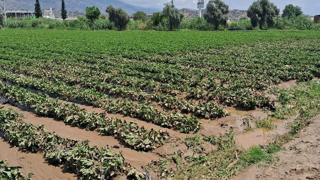 Köşk'te sel sonrası arazilerde hasar tespiti başlatıldı