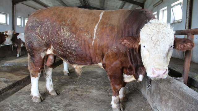 Bingöl'de 1,5 tonluk 'Tosun Paşa' 450 bin liraya alıcı buldu