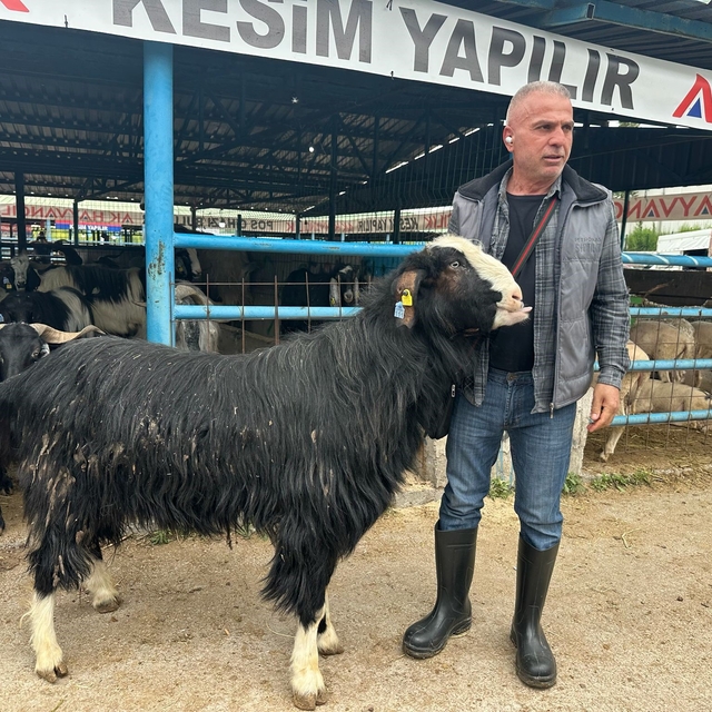 Bursa'daki kurban pazarının şampiyon keçisi 47 bin liradan satıldı