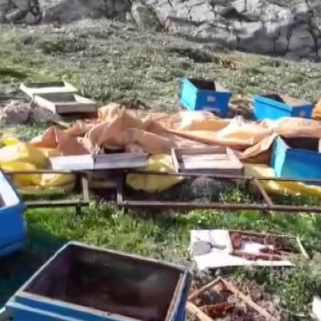 Aç kalan ayı kovanları parçaladı, kaçarken görüntülendi