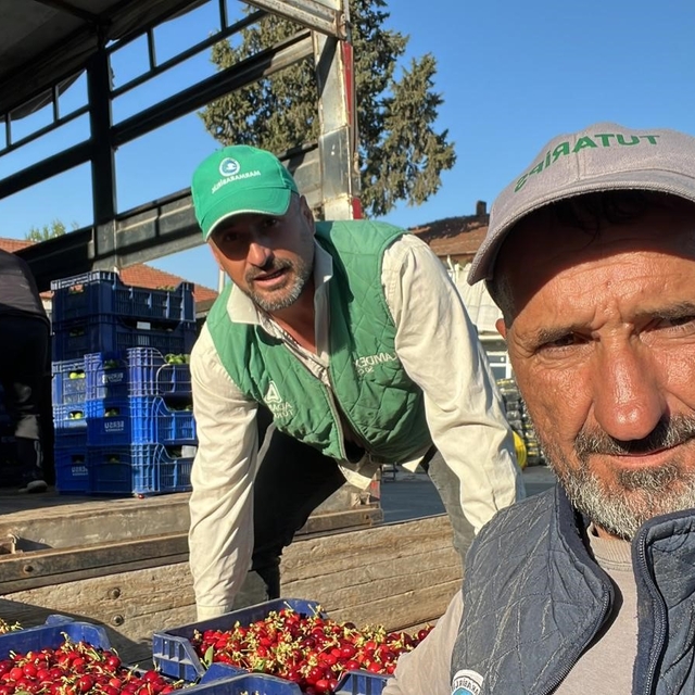 İznik'te mevsimin ilk karabodur kirazı hasadı başladı