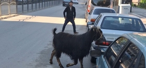 Sahibinin elinden kaçan kurbanlık keçi, uzun uğraşlar sonucu yakalandı
