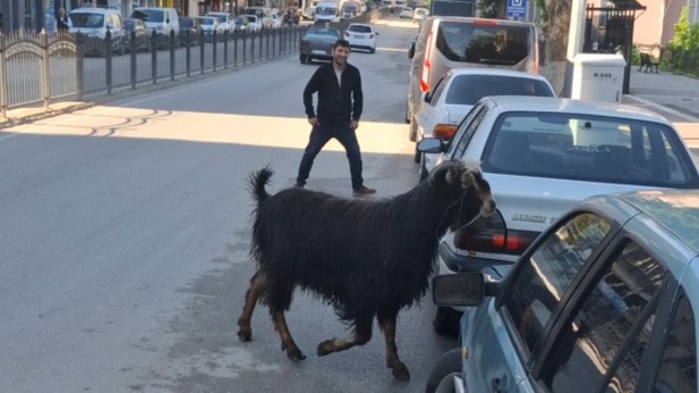 Sahibinin elinden kaçan kurbanlık keçi, uzun uğraşlar sonucu yakalandı