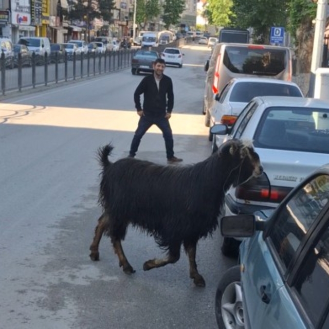 Sahibinin elinden kaçan kurbanlık keçi, uzun uğraşlar sonucu yakalandı