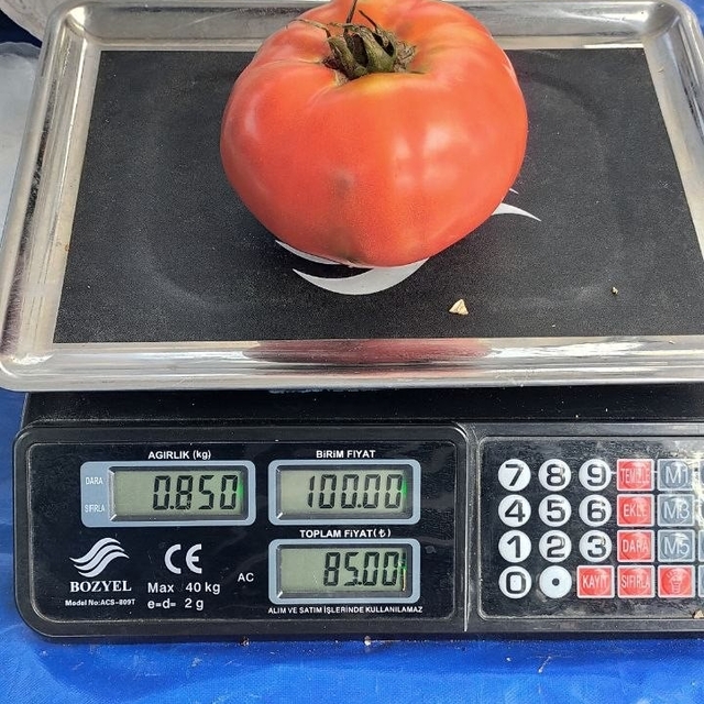 Aydın'da 850 gramlık domates pazarda ilgi gördü