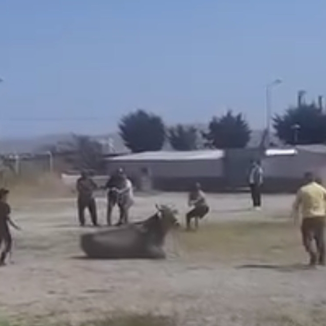 Hayvan pazarından kaçan inek ortalığı karıştırdı
