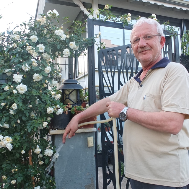 Burhaniye Ören de bahçelerde gül güzelliği yaşanıyor
