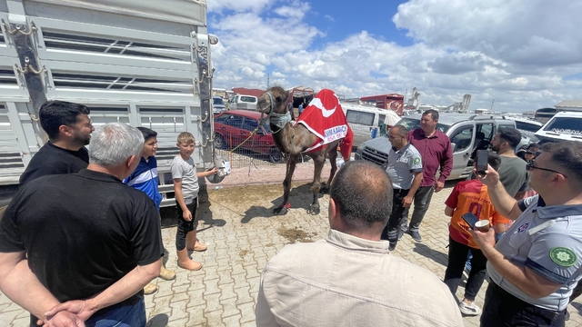 Kurban pazarının gözdesi deve 330 bin TL'ye satıldı
