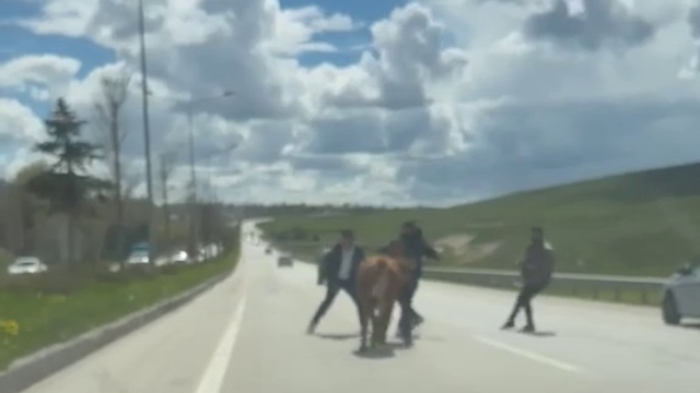 Erzurum'da bir kurban klasiği: Kaçan kurbanlıklar trafiği birbirine kattı
