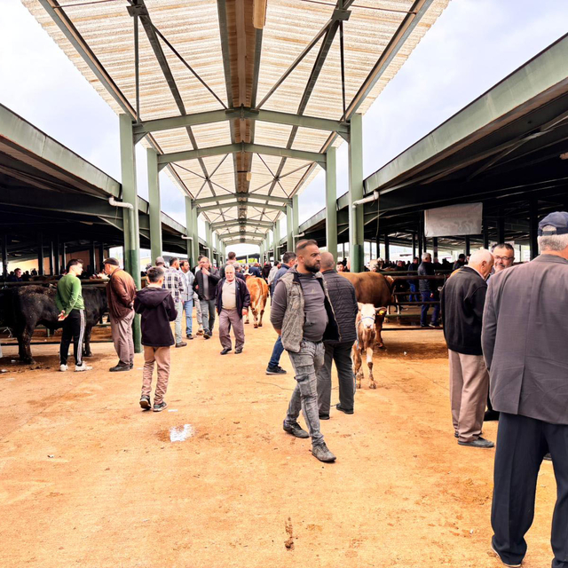 Kütahya'da kurban bayramı öncesi hayvan pazarında hareketlilik