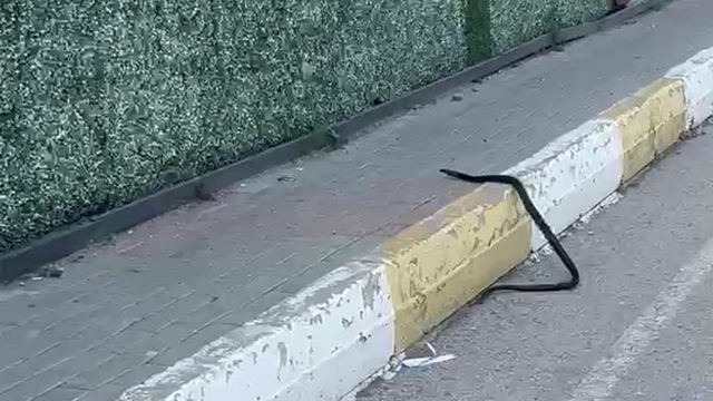Şırnak'ta yılan paniği