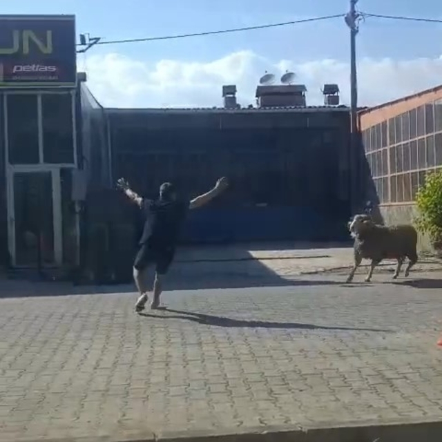 Kaçan kurbanlık koçu esnaf yakaladı