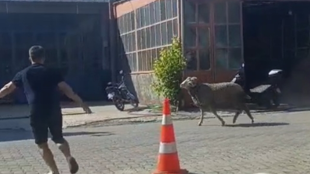 Sahibinin elinden kaçan kurbanlık koç, zor anlar yaşattı