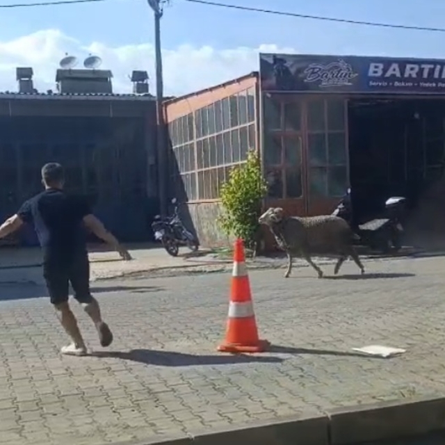 Sahibinin elinden kaçan kurbanlık koç, zor anlar yaşattı
