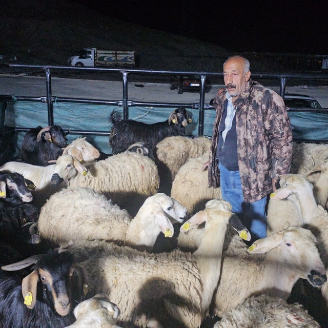 Elazığ'da kurban pazarında uykusuz mesai: Geceyi hayvanlarının başında geçi...