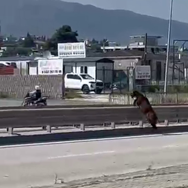 Orta refüjden atlayan kurbanlık keçi sahibini geride bıraktı