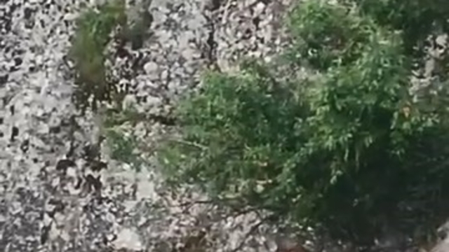 Elazığ'ın tarihi mahallesinde dağ keçileri görüntülendi