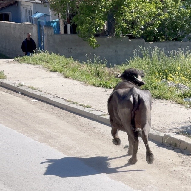 Kaçan kurbanlığın saldırısından bodruma sığınarak kurtuldu