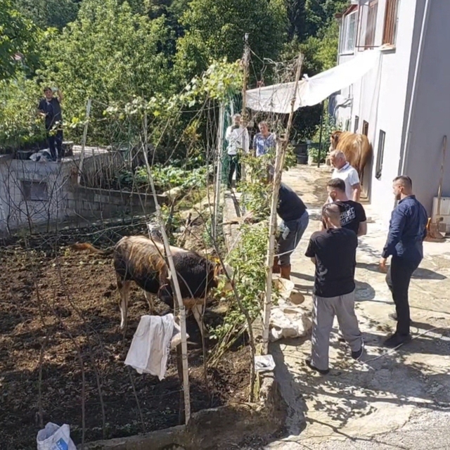 Rize'de kaçan kurbanlık sahiplerine zor anlar yaşattı