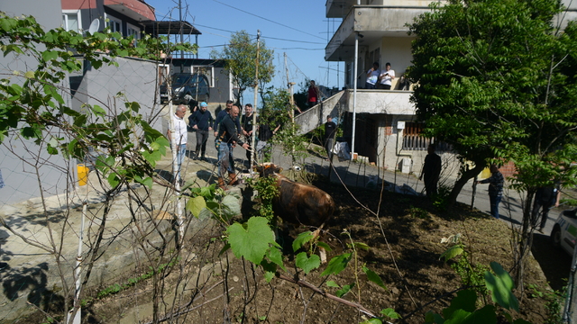 Rize'de kaçan kurbanlık boğa sahiplerine zor anlar yaşattı
