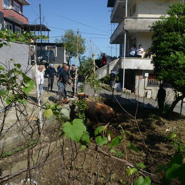 Rize'de kaçan kurbanlık boğa sahiplerine zor anlar yaşattı