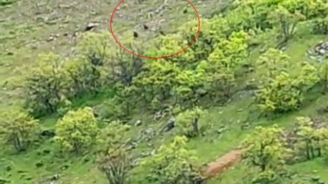 Tunceli'de ayı sürüsü görüntülendi
