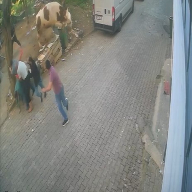 Kesilmek üzereyken kaçan boğa güçlükle yakalandı; o anlar kamerada