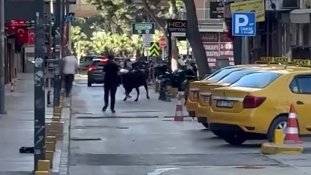 Sahibinin elinden kaçan dana korku dolu anlar yaşattı