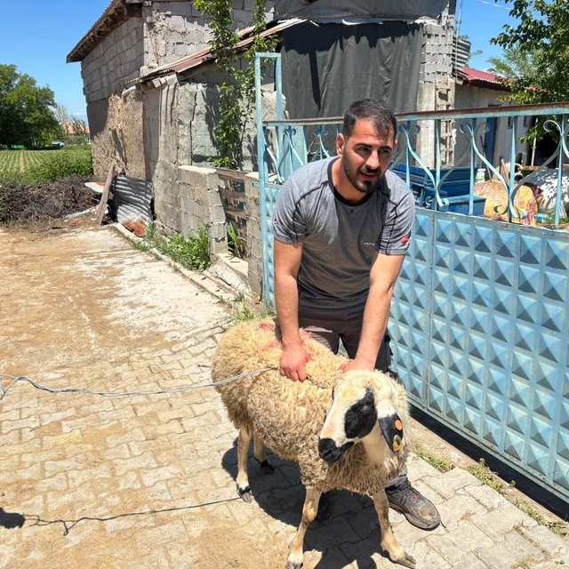Erzincan'da kaçan kurbanlık koyun 1 saat sonra yakalandı