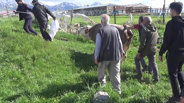 Kurban keserken kalp krizi geçirip öldü