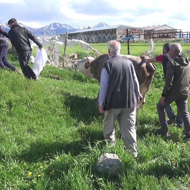 Kurban keserken kalp krizi geçirip öldü
