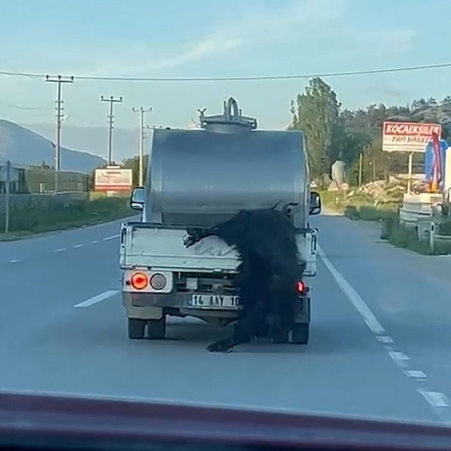 Kurbanlığı araçtan sarkıtan sürücüye 31 bin lira ceza