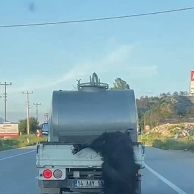 Kurbanlık hayvanı kamyonetin kasasından sarkıtarak taşıyan sürücüye ceza