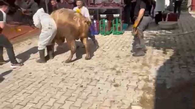 Kütahya'da kaçmaya çalışan kurbanlık kesim görevlisini savurdu