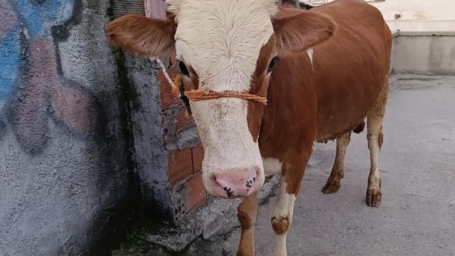 Kurbanlık boğa 6 katlı binanın terasında kesildi