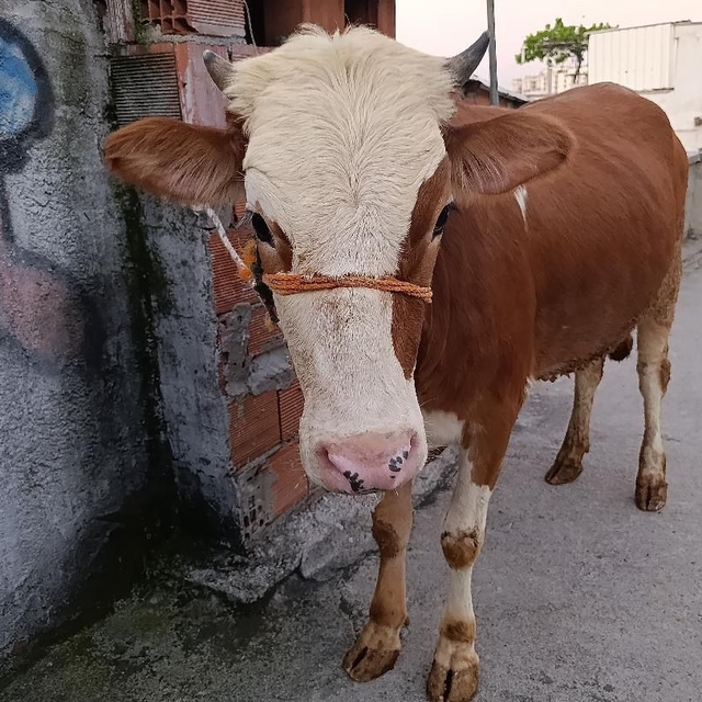 Kurbanlık boğa 6 katlı binanın terasında kesildi