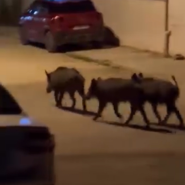 Hatay'da domuz sürüsü mahalleye indi