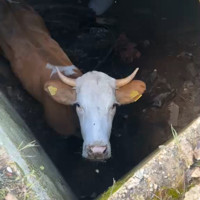 Düştüğü dinamit deposu çukurunda mahsur kalan inek, 8 gün sonra iş makinesi...