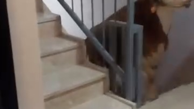 Kesmek için büyükbaş hayvanı 6'ıncı kata çıkardı
