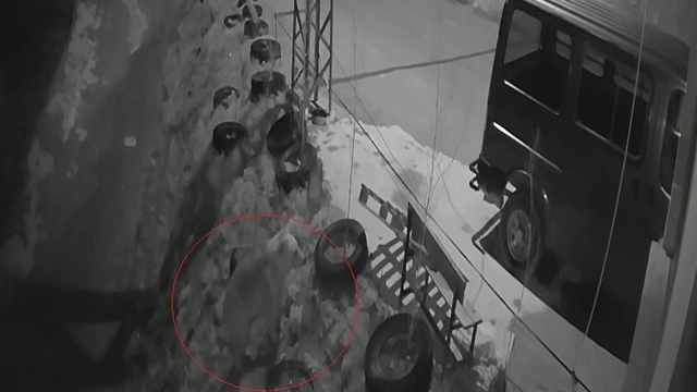 Bayburt'ta köye inen aç ayı kurdun tavşanı kovaladığı noktada yiyecek aradı