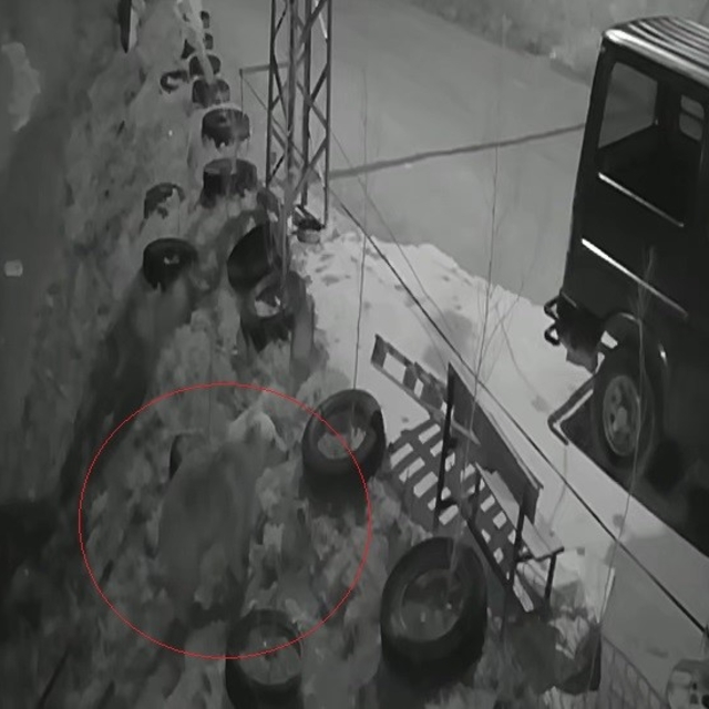 Bayburt'ta köye inen aç ayı kurdun tavşanı kovaladığı noktada yiyecek aradı