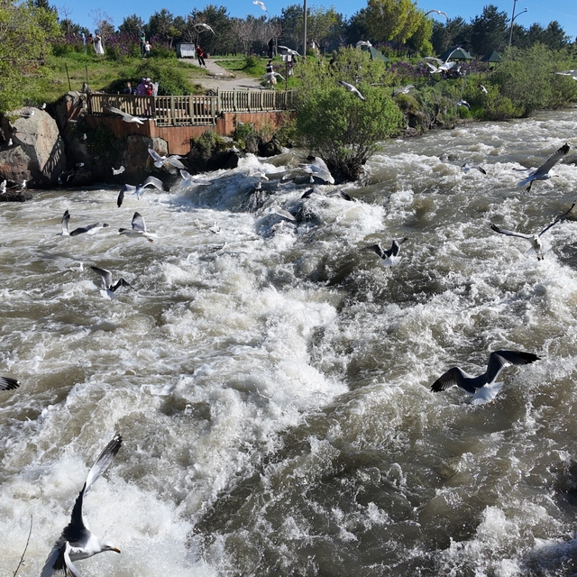 Suyun debisi yükselince inci kefali göçünü izleyemediler